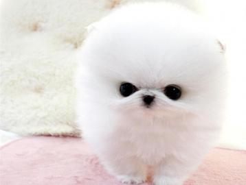 Reinrassige Pomeranian Zwergspitz . 