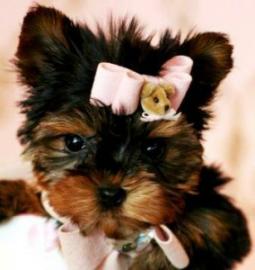 Yorkie Welpen verf�gbar