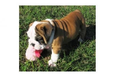 English Bulldogwelpen mit Papiere