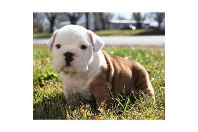English Bulldogwelpen mit Papiere