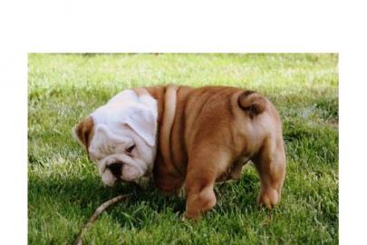 English Bulldogwelpen mit Papiere
