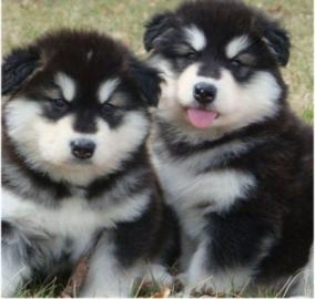 Alaskan Malamute Welpen
