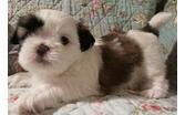2 Shih Tzu Welpen zu verkaufen