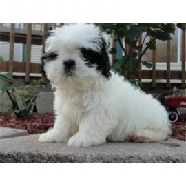 2 Shih Tzu Welpen zu verkaufen