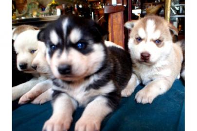 Unsere Siberian Husky Welpen aus Champio