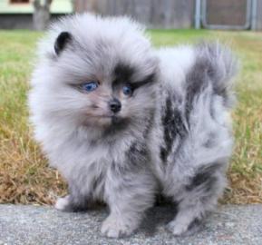 Sch�n Pomeranian Spitz Blaue Augen Welpe
