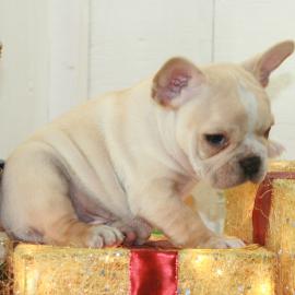 ++++Bildsch�ne- Franz�sische -Bulldoggen
