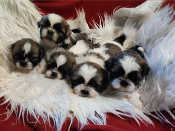 Shih Tzu reinrassig mit Ahnenpass