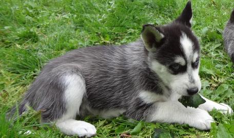 Siberian Husky Welpen (R�den und H�ndin)