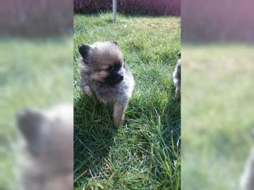 Zucker-s��, reinrassige Pomeranian Zwerg