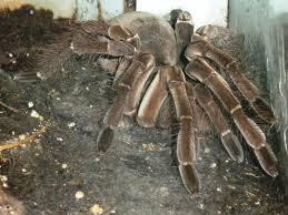 Vogelspinnen (Spinnen)