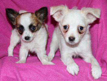 Mini Chihuahua Welpen