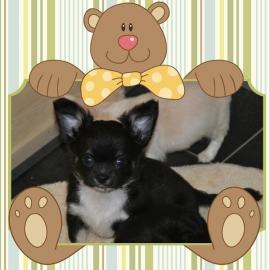 Chihuahua Welpen Gechipt, Geimpft