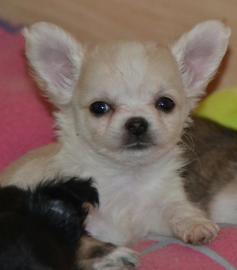 Chihuahua Welpen Gechipt, Geimpft