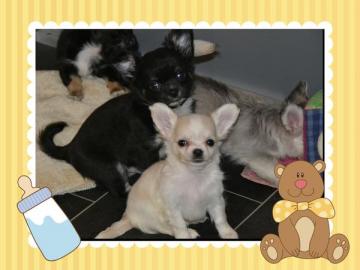 Chihuahua Welpen Gechipt, Geimpft