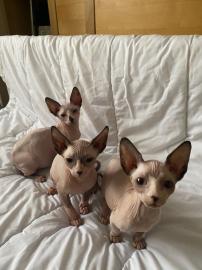 Sch?ne Sphynx-Babys
