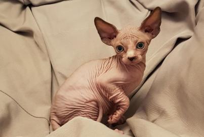 Sch?ne Sphynx-Babys