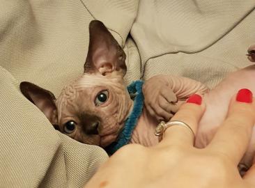 Sch?ne Sphynx-Babys