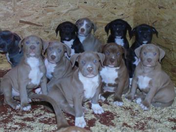 American~Pitbull~Terrier Welpen zu verka