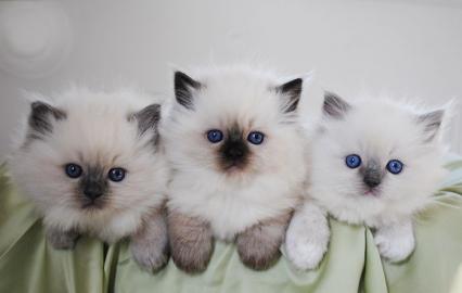 Neujahr Ragdoll-K?tzchen suchen jetzt ih