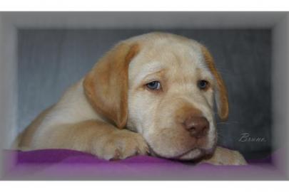 Labrador Welpen mit Welpen zu verkaufen