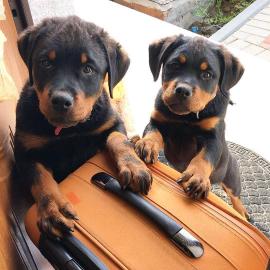 Deutsche Rottweiler Welpen