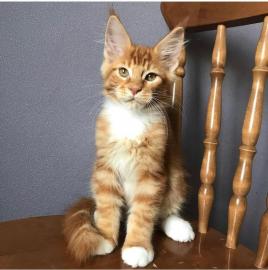 Baby kitten mit papieren