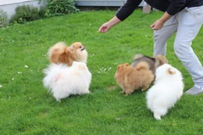 Pomeranian Zwerg/Spitz Welpen Whatsapp N