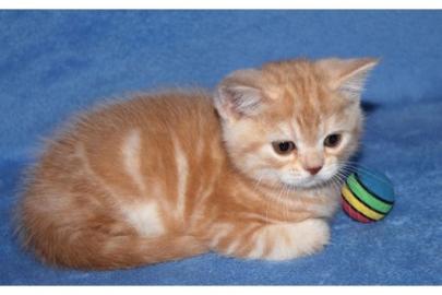 S�sse BKH Kitten mit Stammbaum in gold t