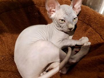 Sch�ne Sphynx K�tzchen