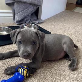 S??er und verspielter Pitbull zur Adopti