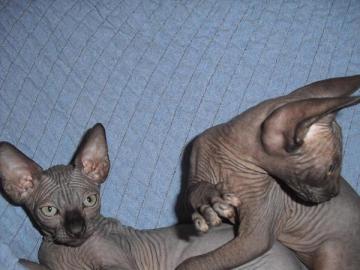 2 s��e reinrassige canadian Sphynx zum U