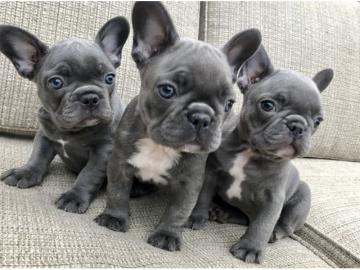 franz�sische Bulldog Welpen