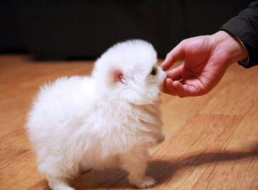 s��e Pomeranian - Zwergspitz