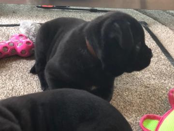 Kr?ftige Cane Corso Welpe mit Papiere