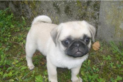 mops welpen