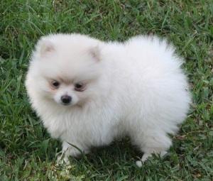 Reinrassige Tiny Pommerschen Welpen zu v