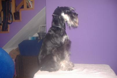 Miniature Schnauzer junger Ruede zu verk
