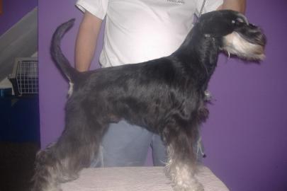 Miniature Schnauzer junger Ruede zu verk