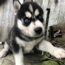 S??e Siberian Husky-Welpen