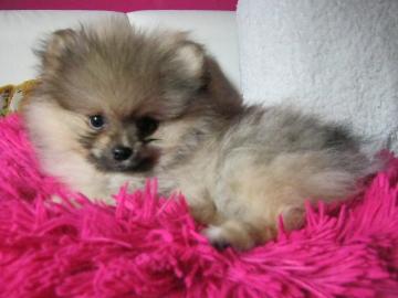 Typvolle Weihnachten Pomeranian � Welpen