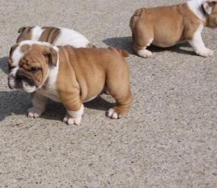 Wundersch?ne Englische Bulldoggen Welpen