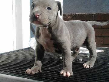 American Pitbull Terrier Welpen (rednose