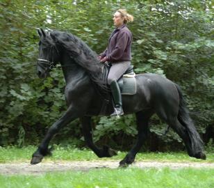 Schwarze Friesen Wallach und ist 7 Jahre