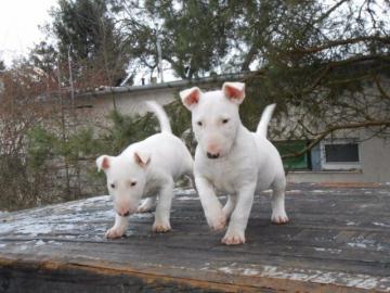 3 wundersch�ne Miniatur Bullterrier Welp
