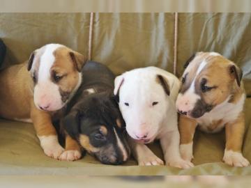 3 wundersch�ne Miniatur Bullterrier Welp