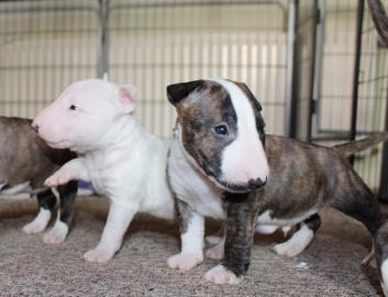3 wundersch�ne Miniatur Bullterrier Welp