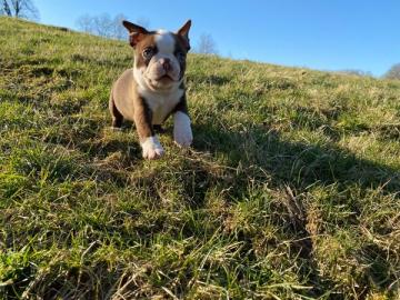 Boston Terrier Welpen