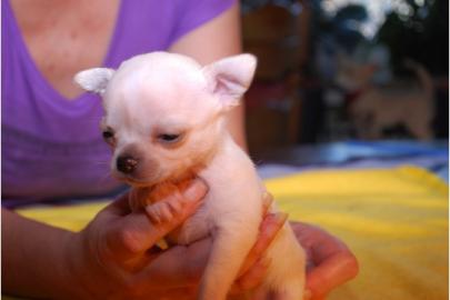 MINI MINI Chihuahua Preis: 150