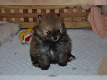 Mini Pomeranian Zwergspitz Bobo